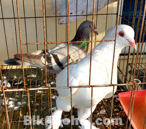 বিভিন্ন ধরণের কবুতর